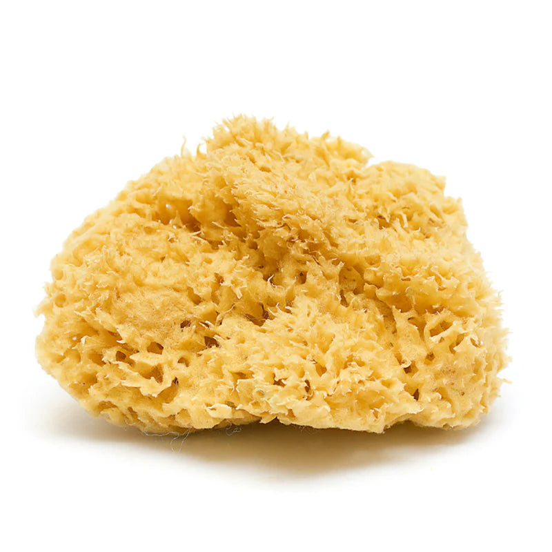 Natural Sea Sponge (Large)-thumbmail-1